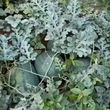 黄河岸边沙土地头茬西瓜