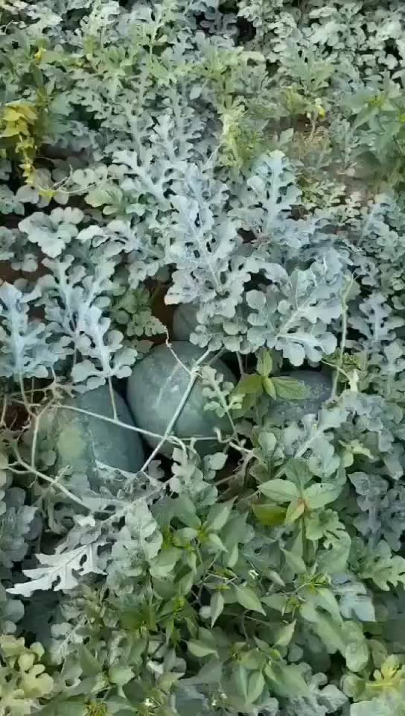 黄河岸边沙土地头茬西瓜