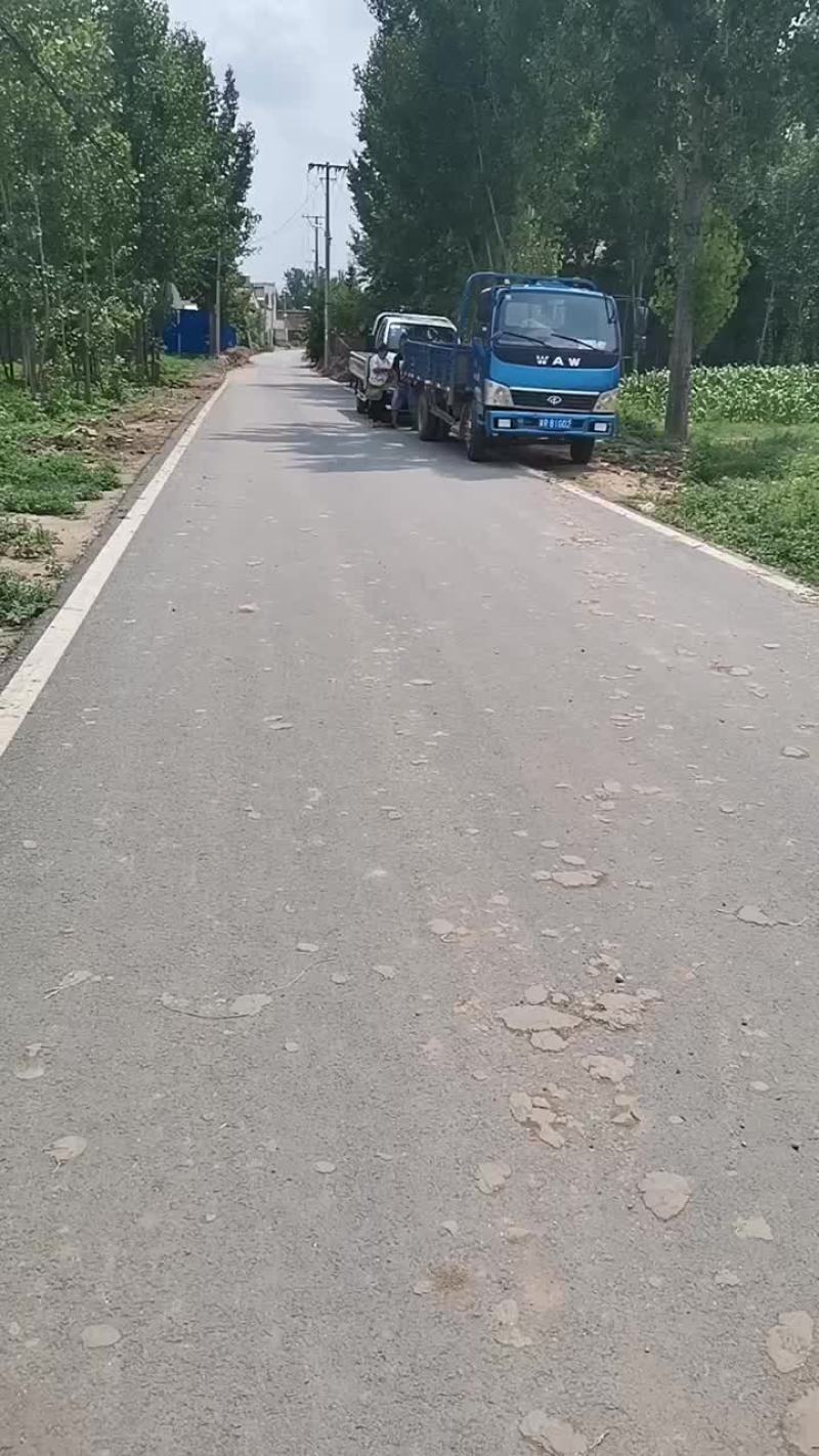 丽园西瓜