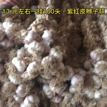 18左右一挂，100头的紫红皮辫子蒜