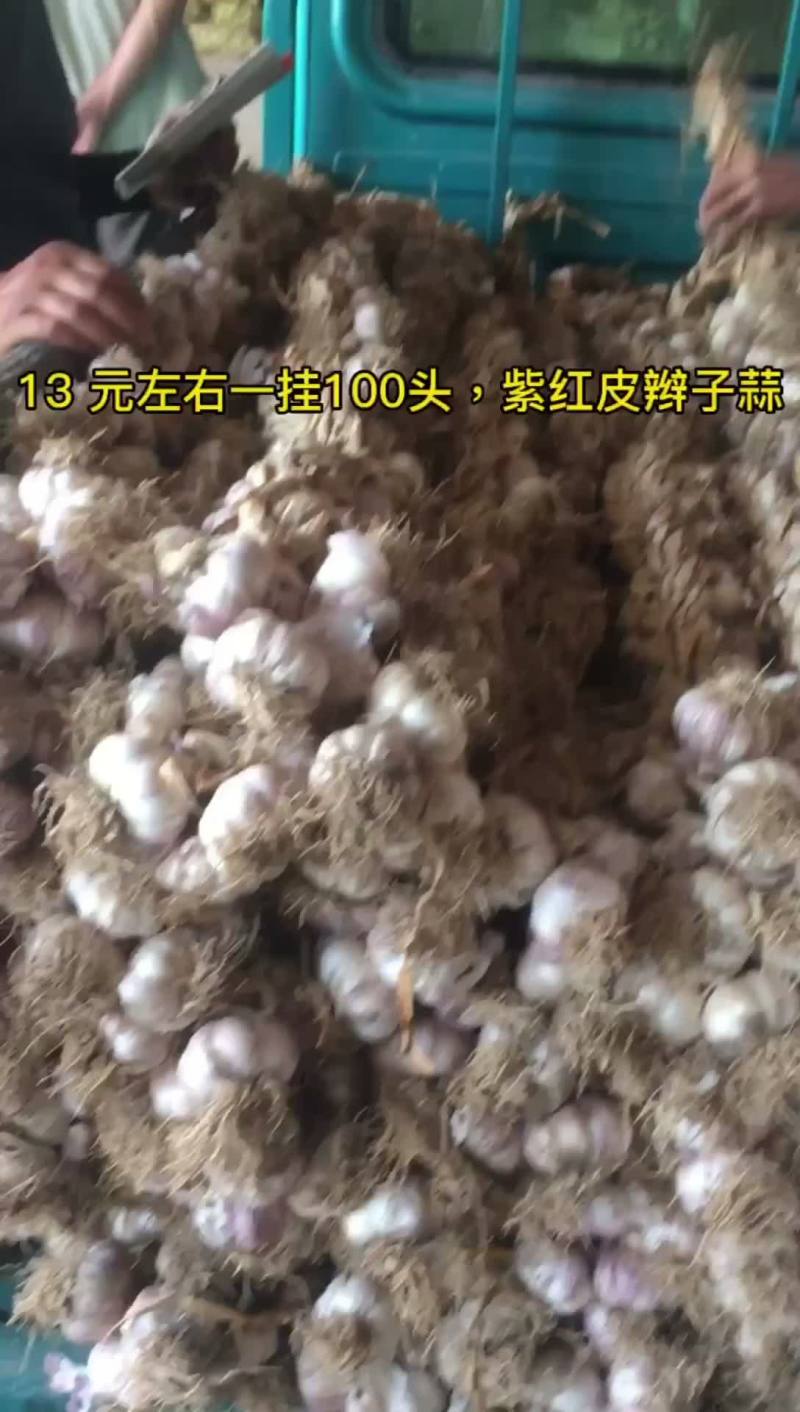 18左右一挂，100头的紫红皮辫子蒜