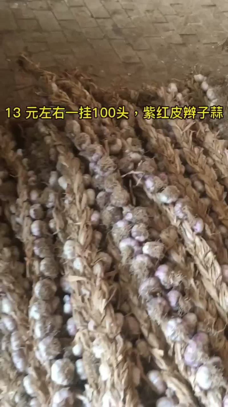 18左右一挂，100头的紫红皮辫子蒜