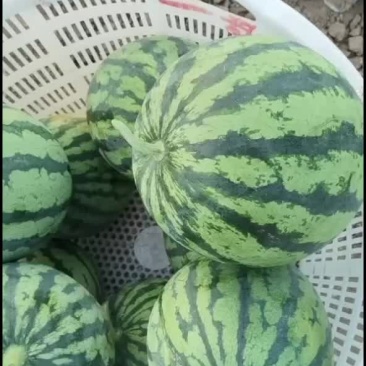 蒲城精品美都皮薄，壤红，汁水多口感脆甜，欢迎品尝