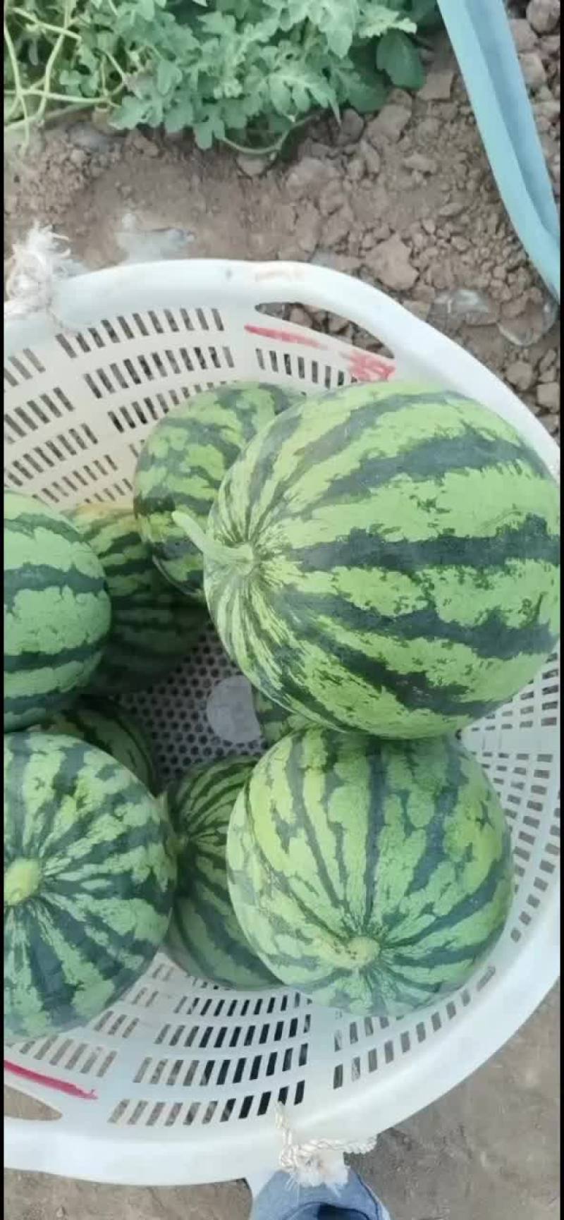 蒲城精品美都皮薄，壤红，汁水多口感脆甜，欢迎品尝