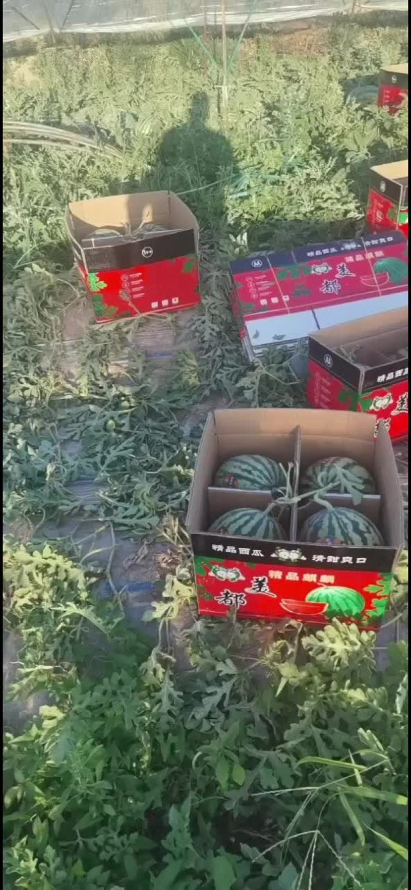 蒲城精品美都皮薄，壤红，汁水多口感脆甜，欢迎品尝