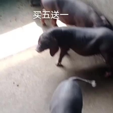 原种太湖母猪
