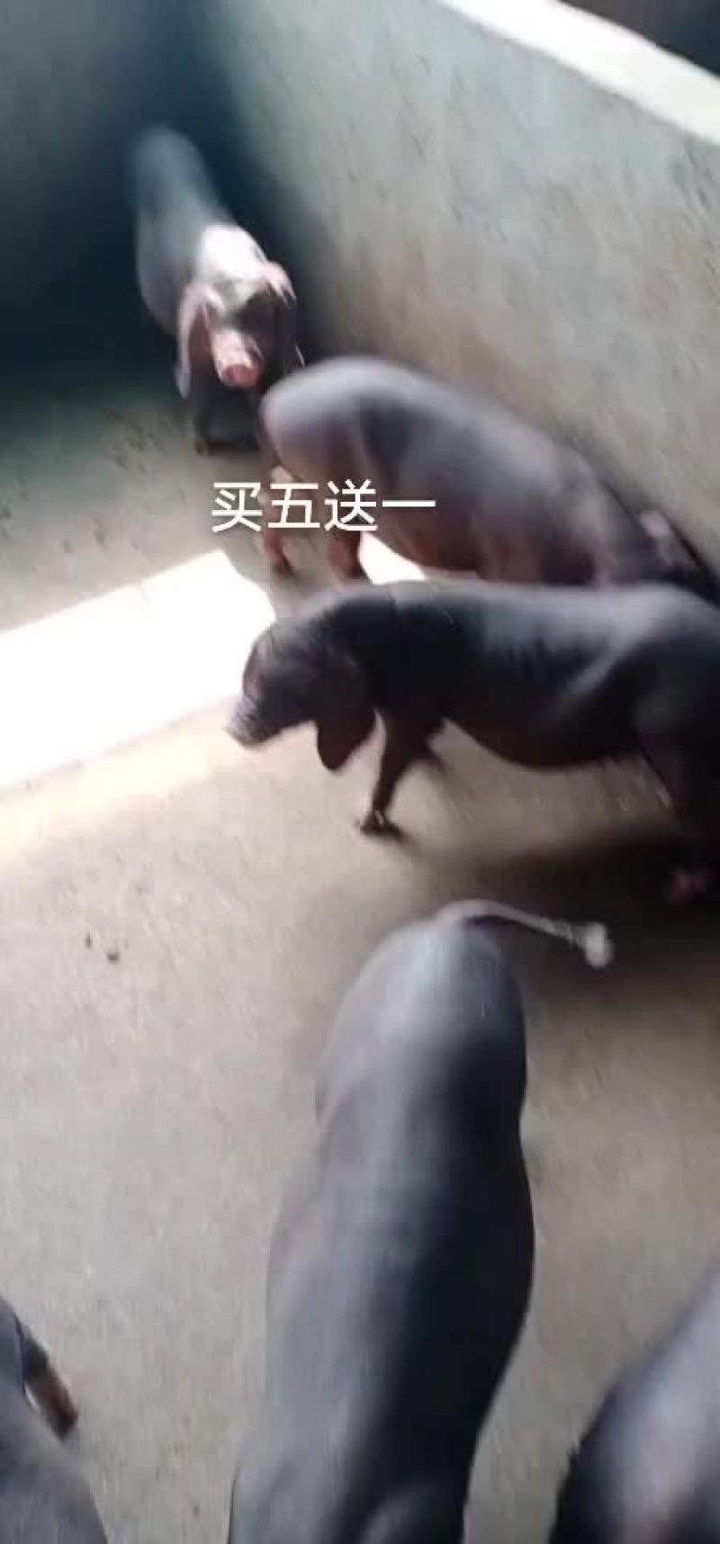 原种太湖母猪