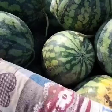 甜王西瓜有货要的老板联系
