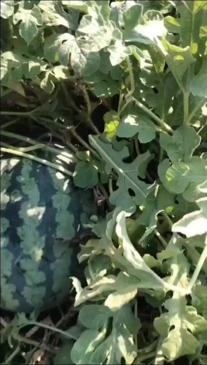 甜王西瓜有货要的老板联系