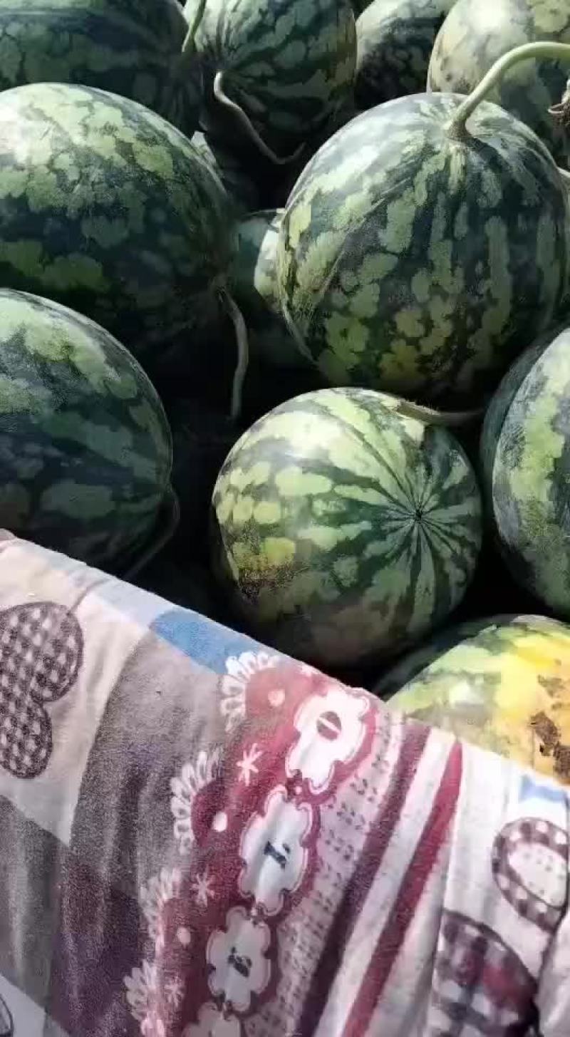 甜王西瓜有货要的老板联系