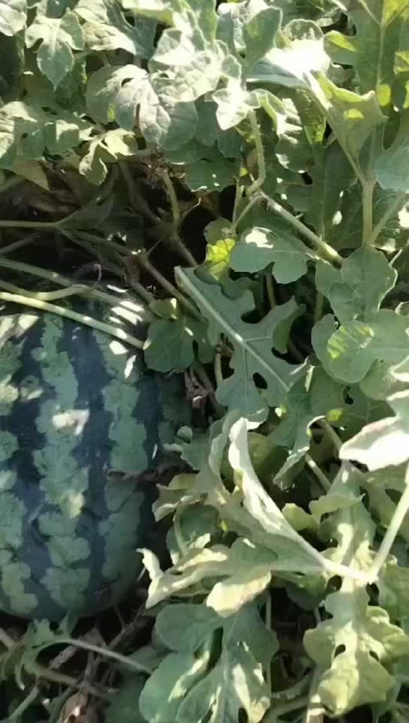 甜王西瓜有货要的老板联系