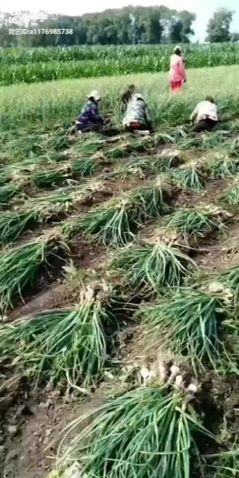大蒜