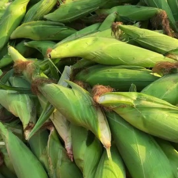 玉米🌽