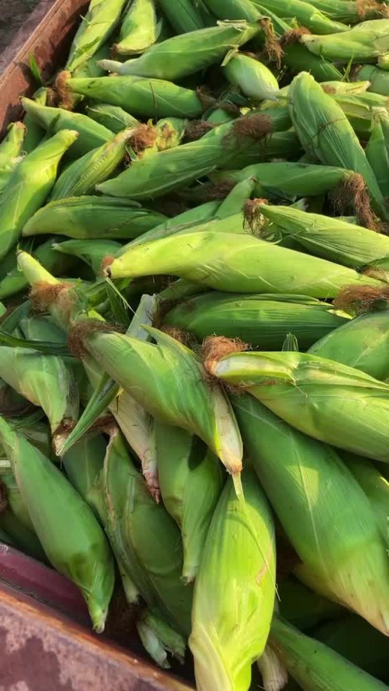 玉米🌽