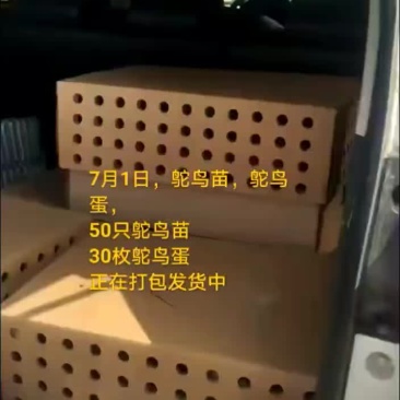 鸵鸟蛋