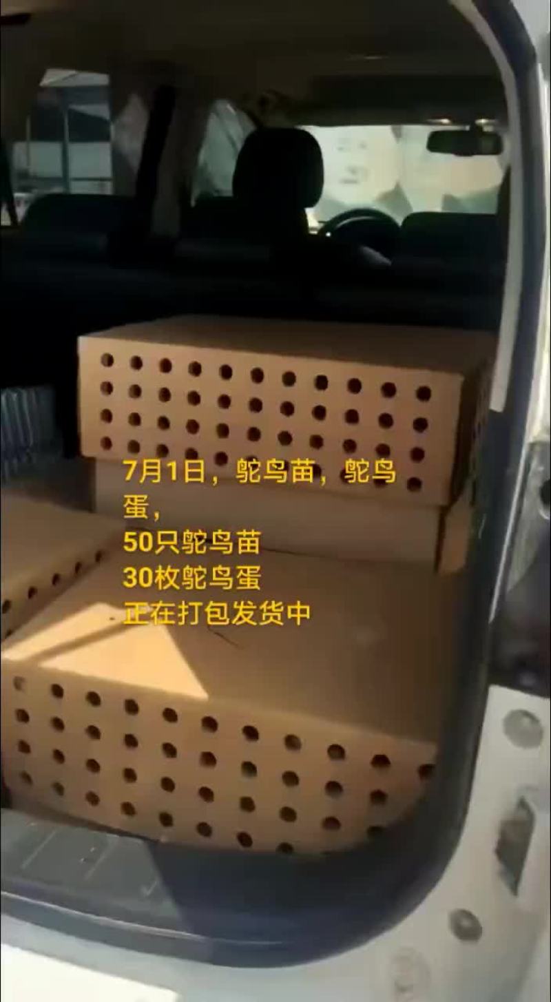 鸵鸟蛋
