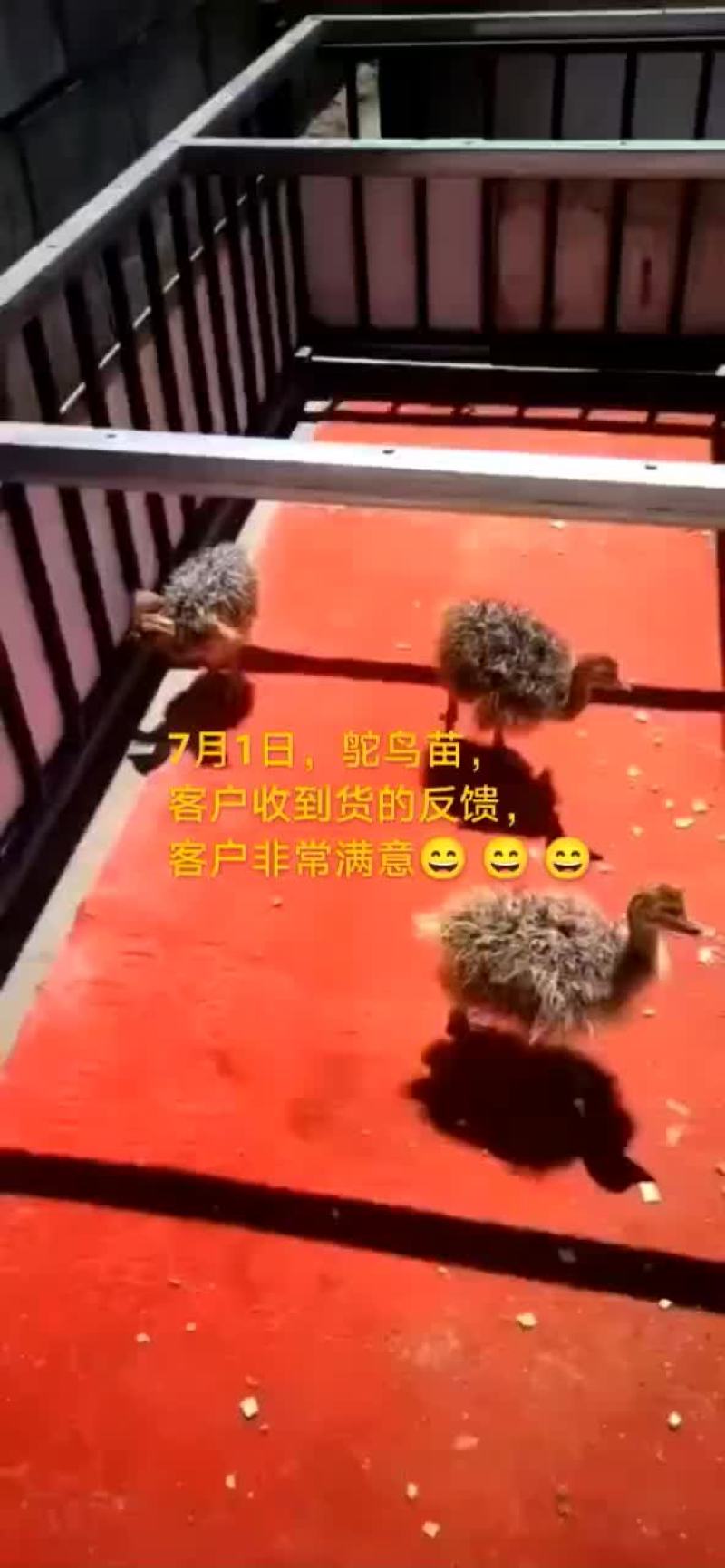 鸵鸟蛋