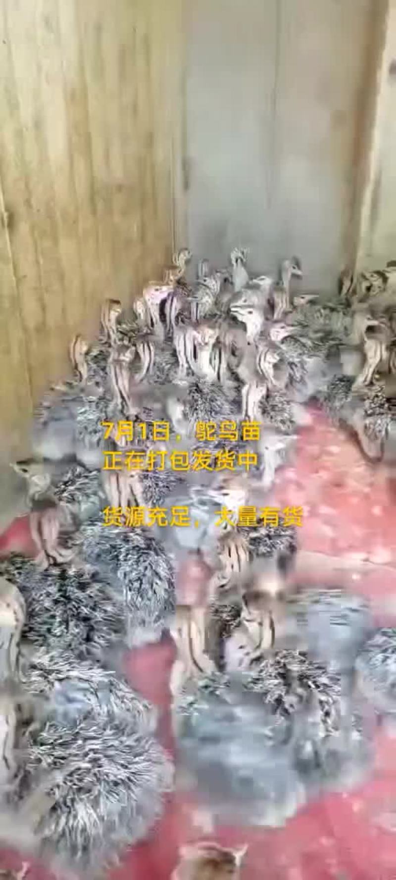 鸵鸟蛋