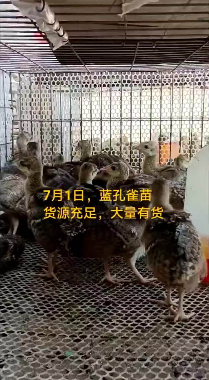 鸵鸟蛋