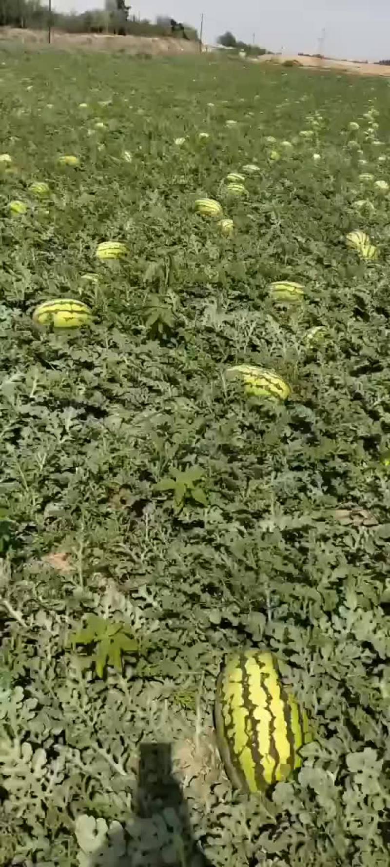 宁夏正宗石头瓜，好货，需要的抓紧下单。