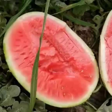 宁夏正宗石头瓜，好货，需要的抓紧下单。