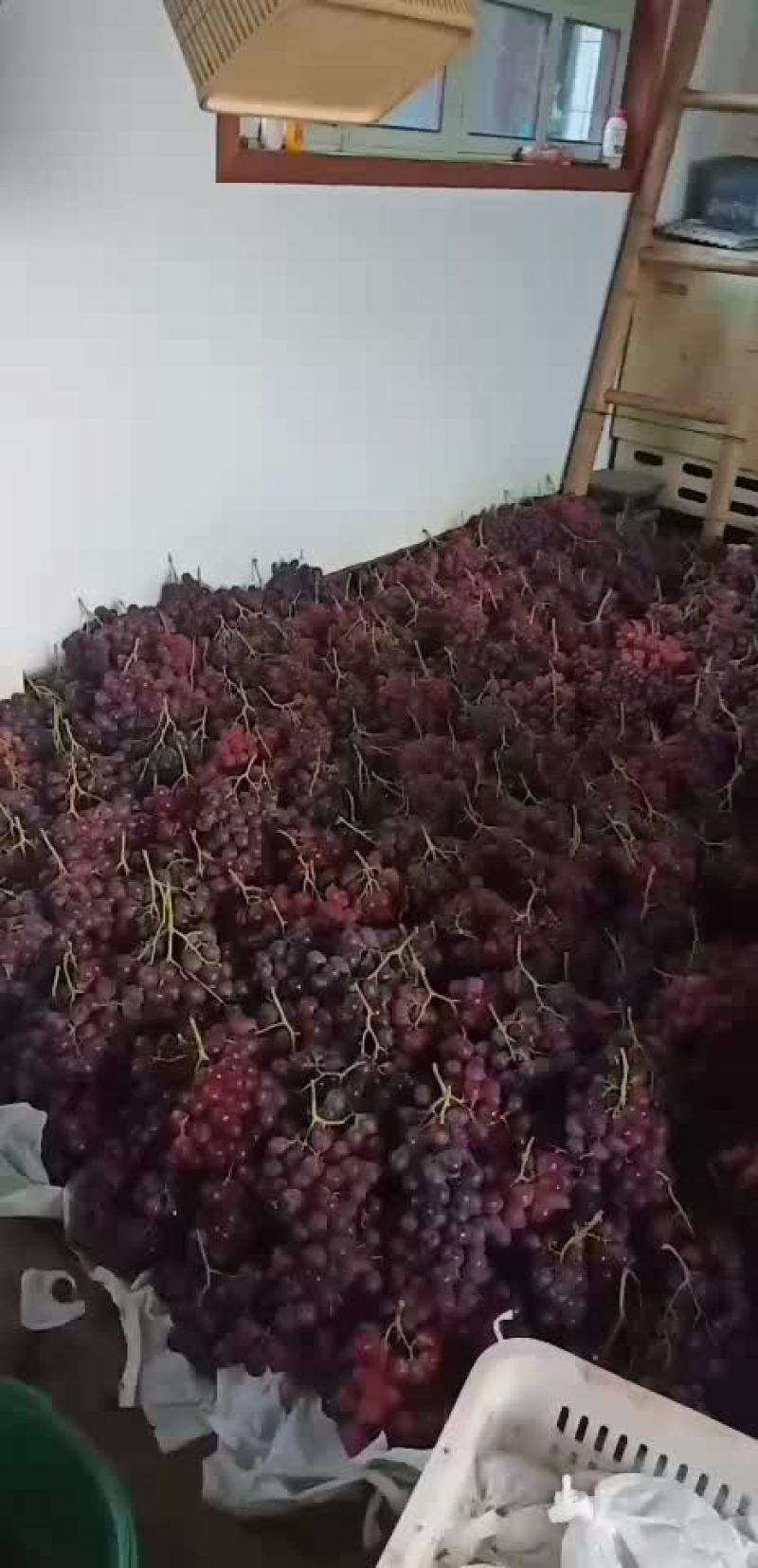 红提葡萄