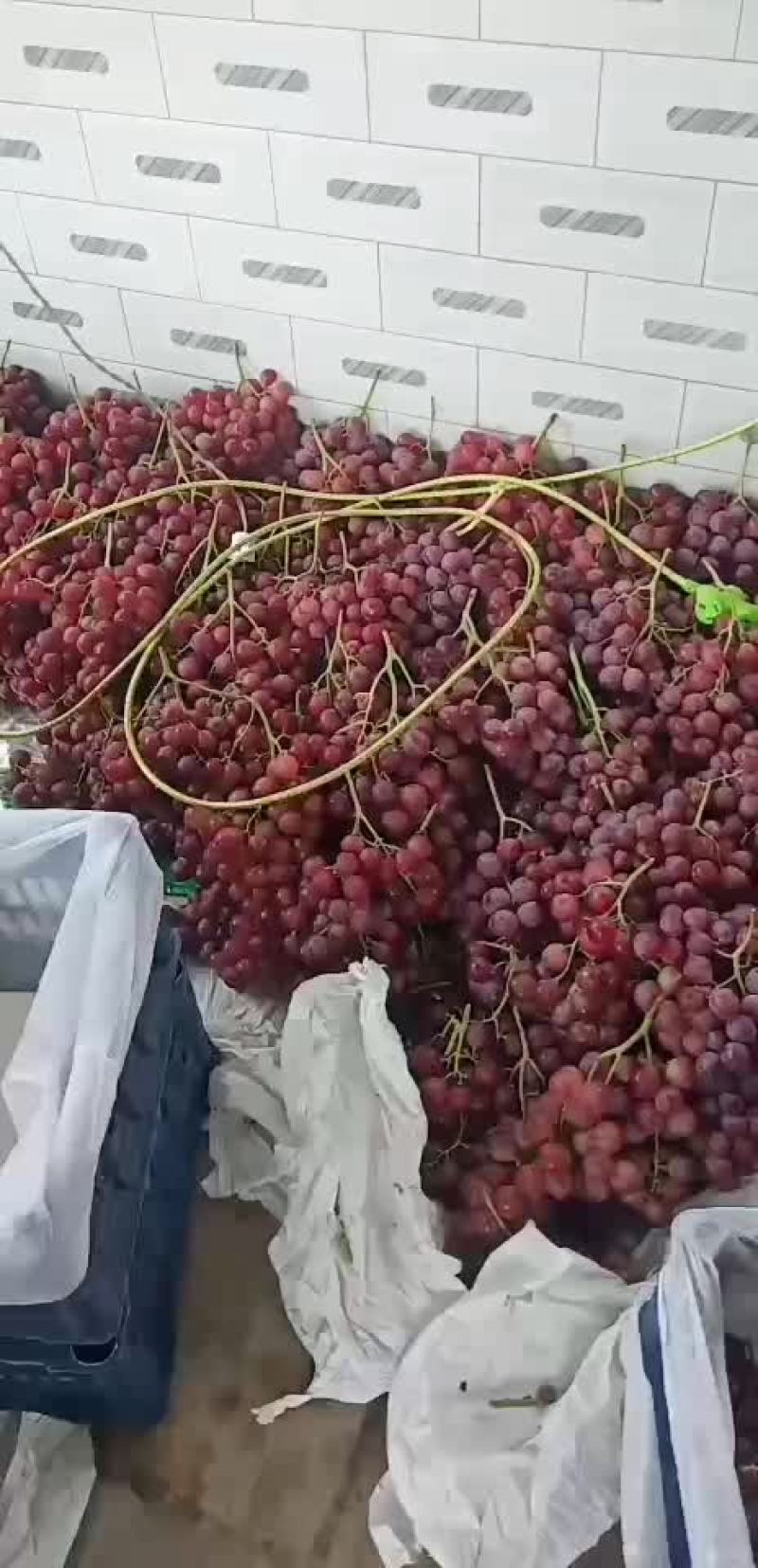 红提葡萄
