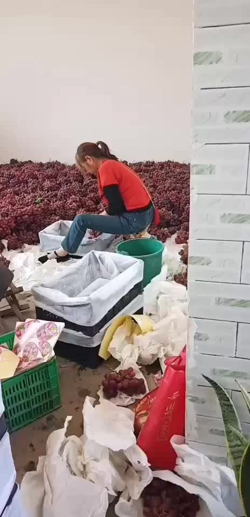 红提葡萄
