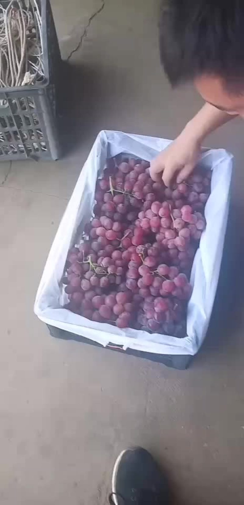红提葡萄