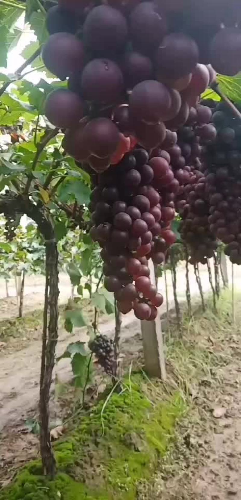 红提葡萄
