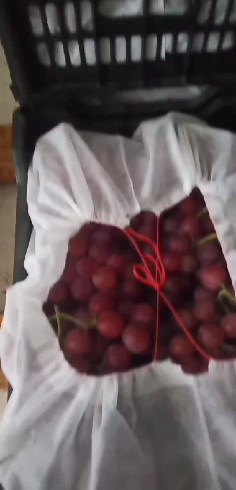 红提葡萄