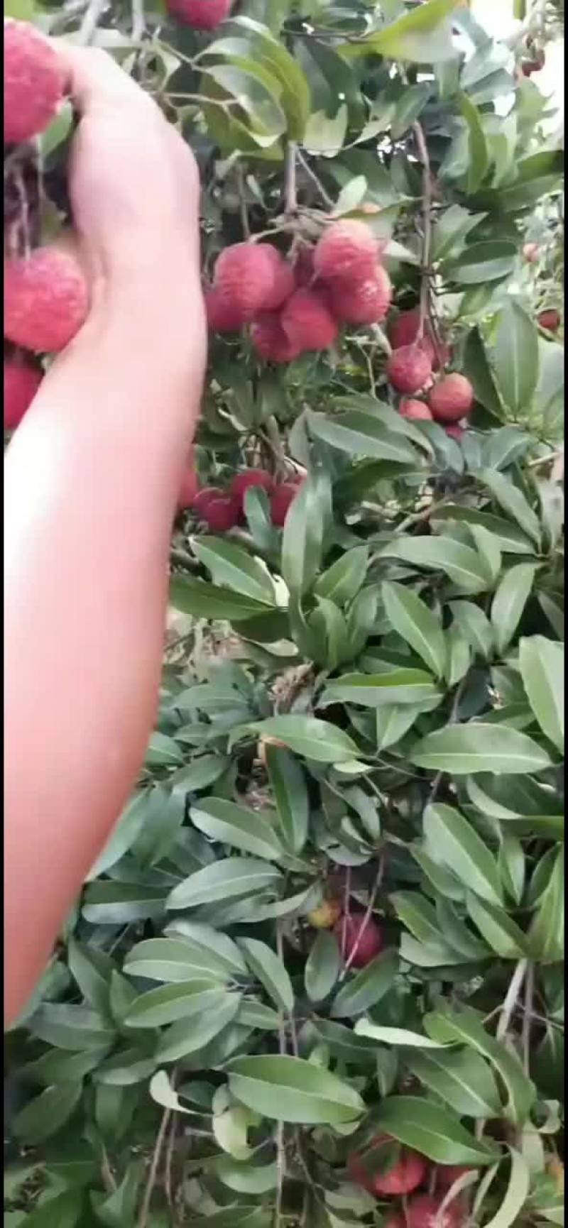 荔枝