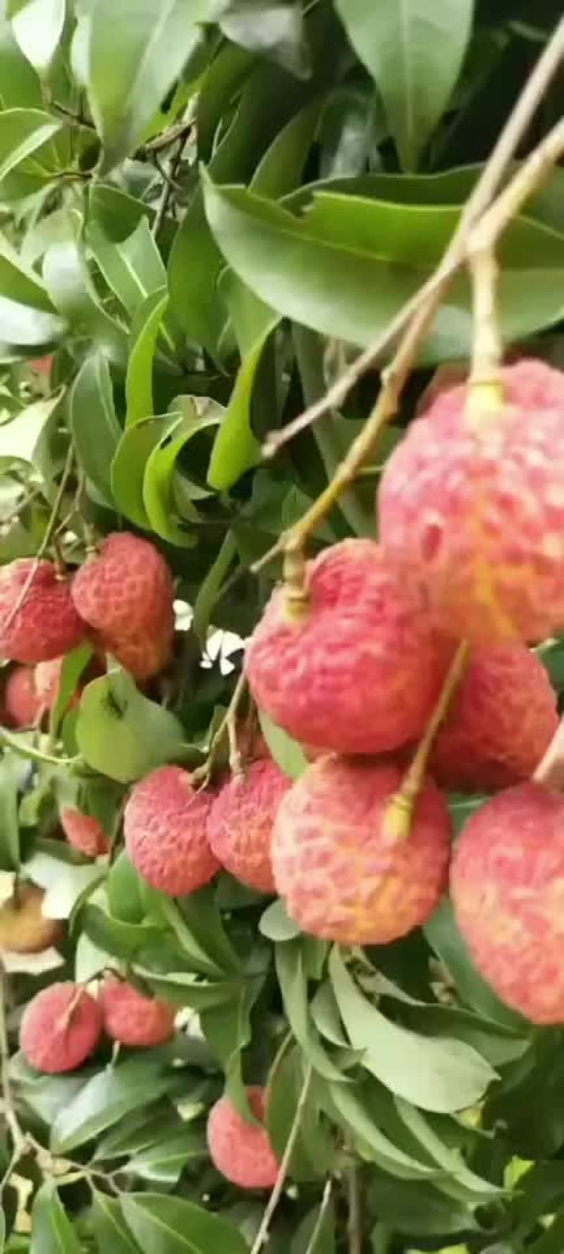 荔枝