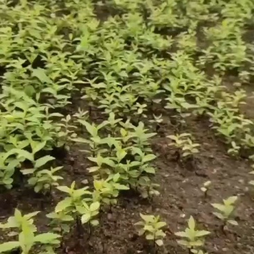 金叶榆播种苗金叶榆杯苗金叶榆绿篱苗