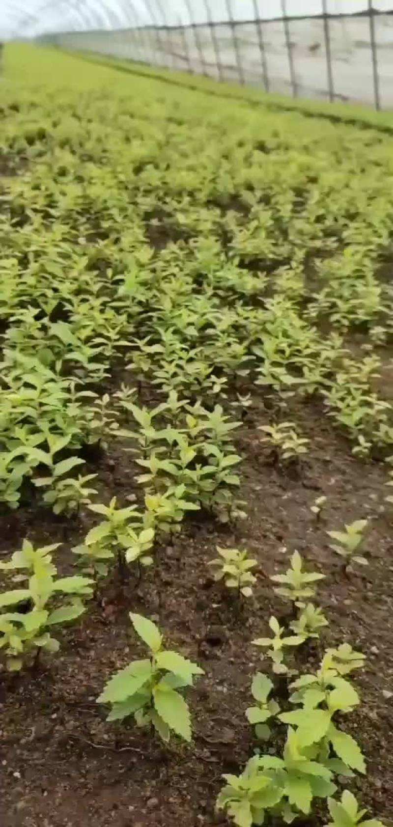 金叶榆播种苗金叶榆杯苗金叶榆绿篱苗