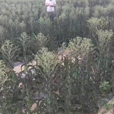高原莴笋，价格美丽