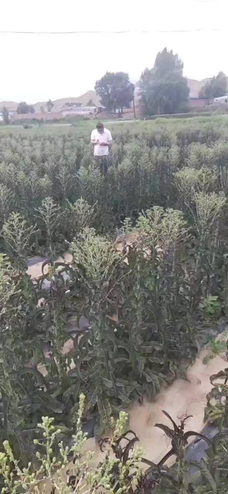 高原莴笋，价格美丽