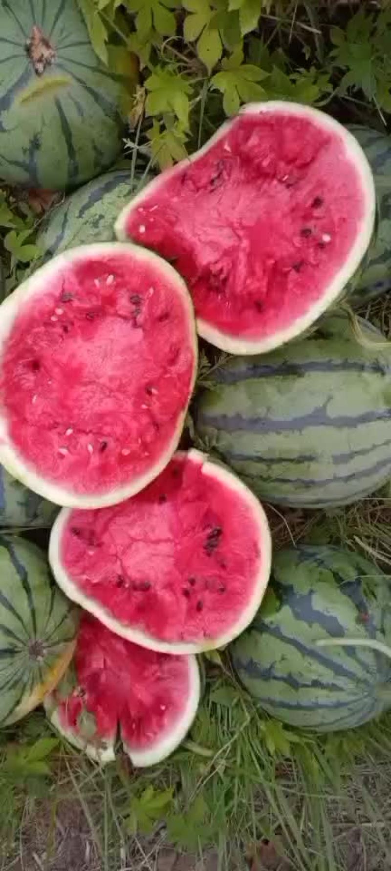 美都，皮薄肉甜，糖度以上以上，无空瓜，歪瓜，皮毛好，