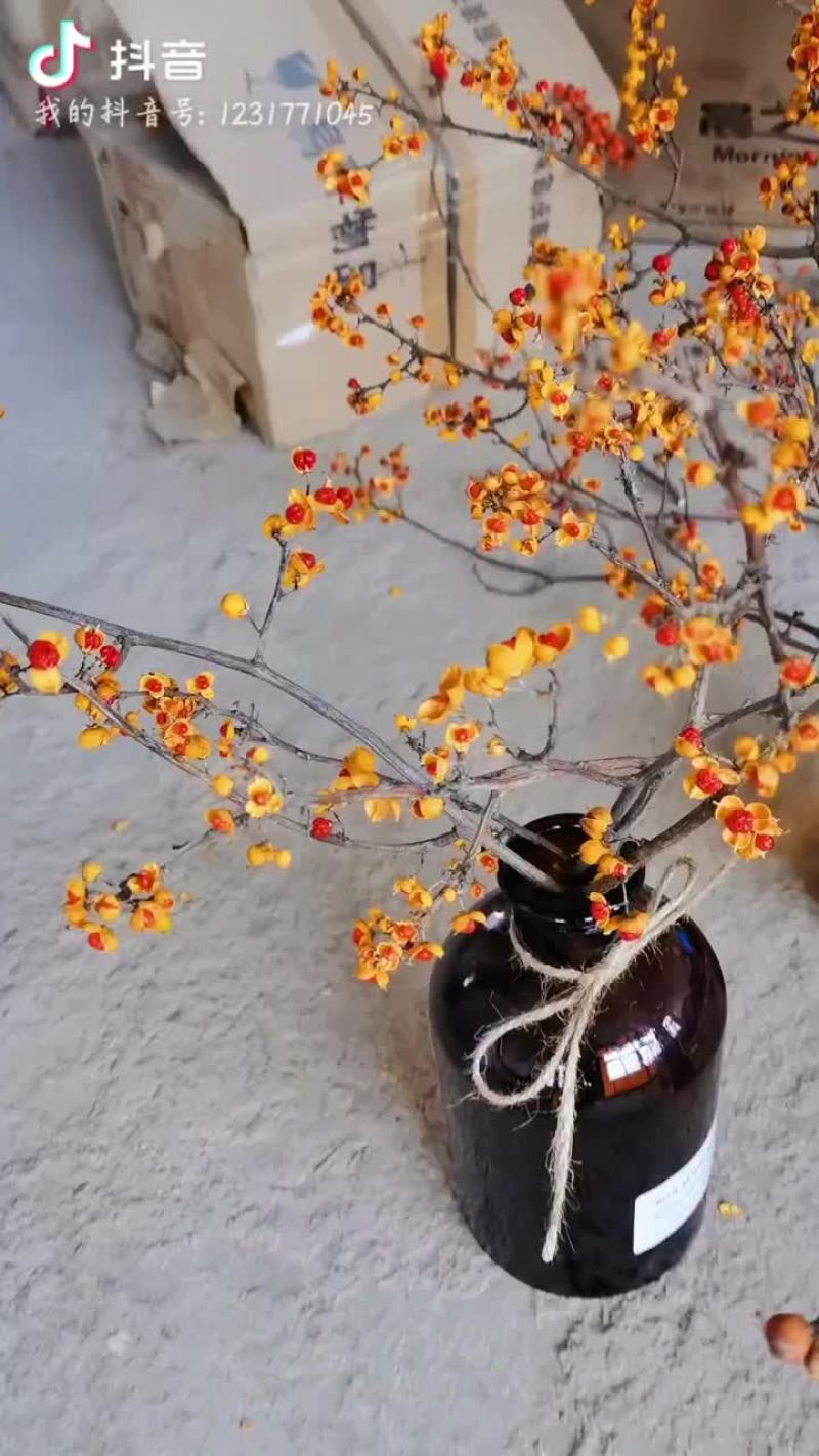 南蛇藤果质量保证野生南蛇藤果