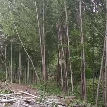 杨树原木