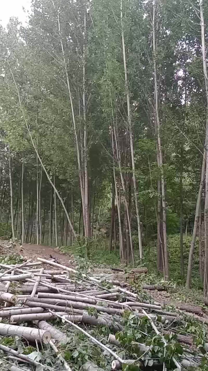杨树原木