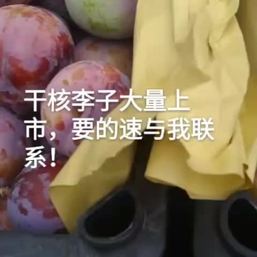 紫李子干核东北客商最爱大量上市