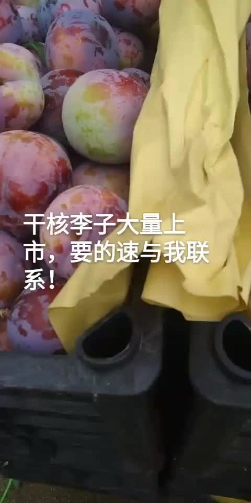 紫李子干核东北客商最爱大量上市