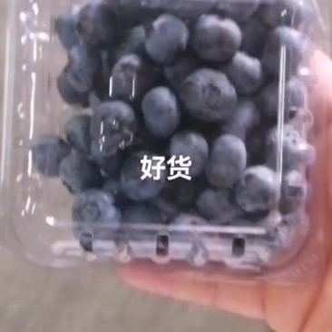 蓝莓特价