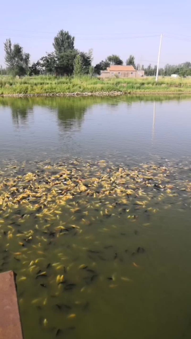 红草