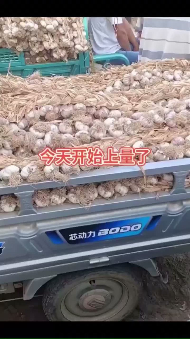 山东临清辫子蒜！皮紫，个大！东北独头蒜栽子用料！