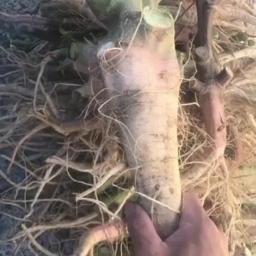 靓刺苋大量有货，需要的老板可以滴滴我