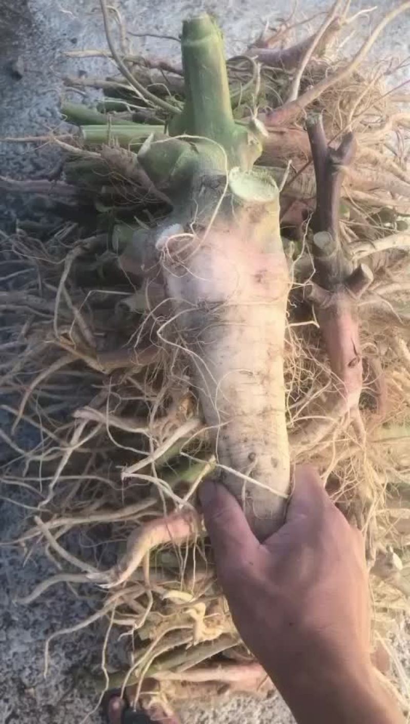 靓刺苋大量有货，需要的老板可以滴滴我