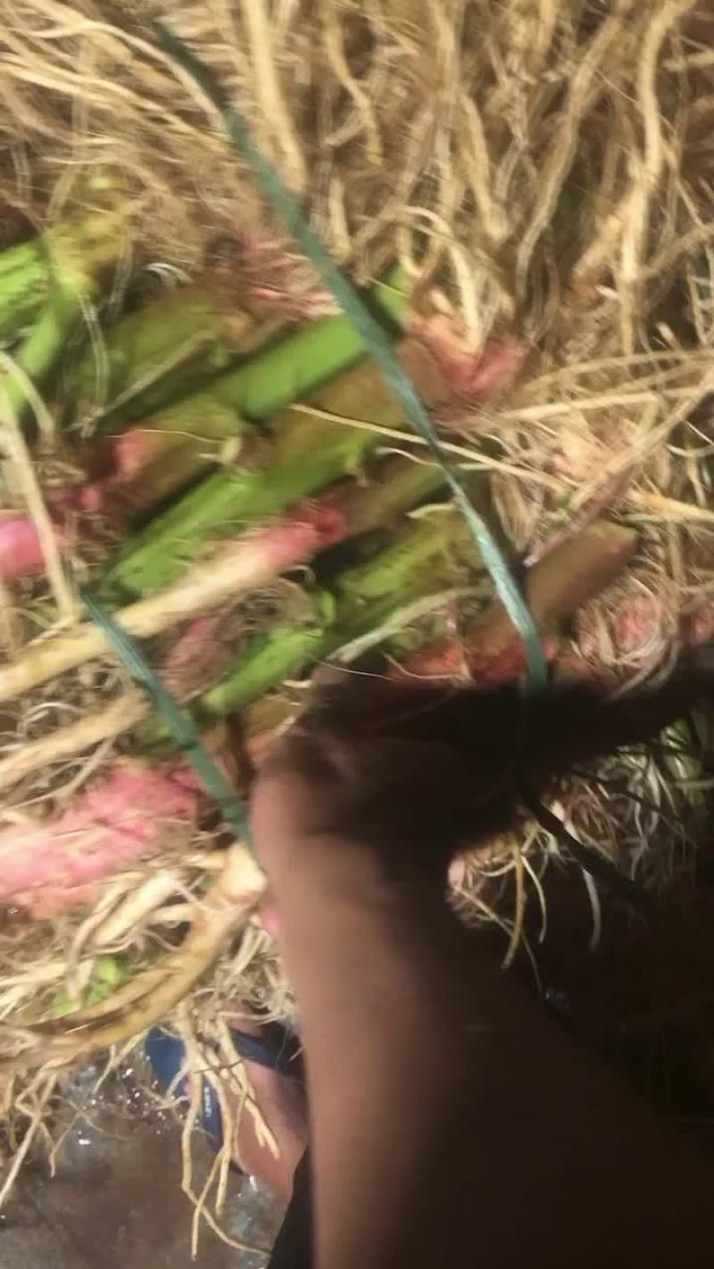 靓刺苋大量有货，需要的老板可以滴滴我