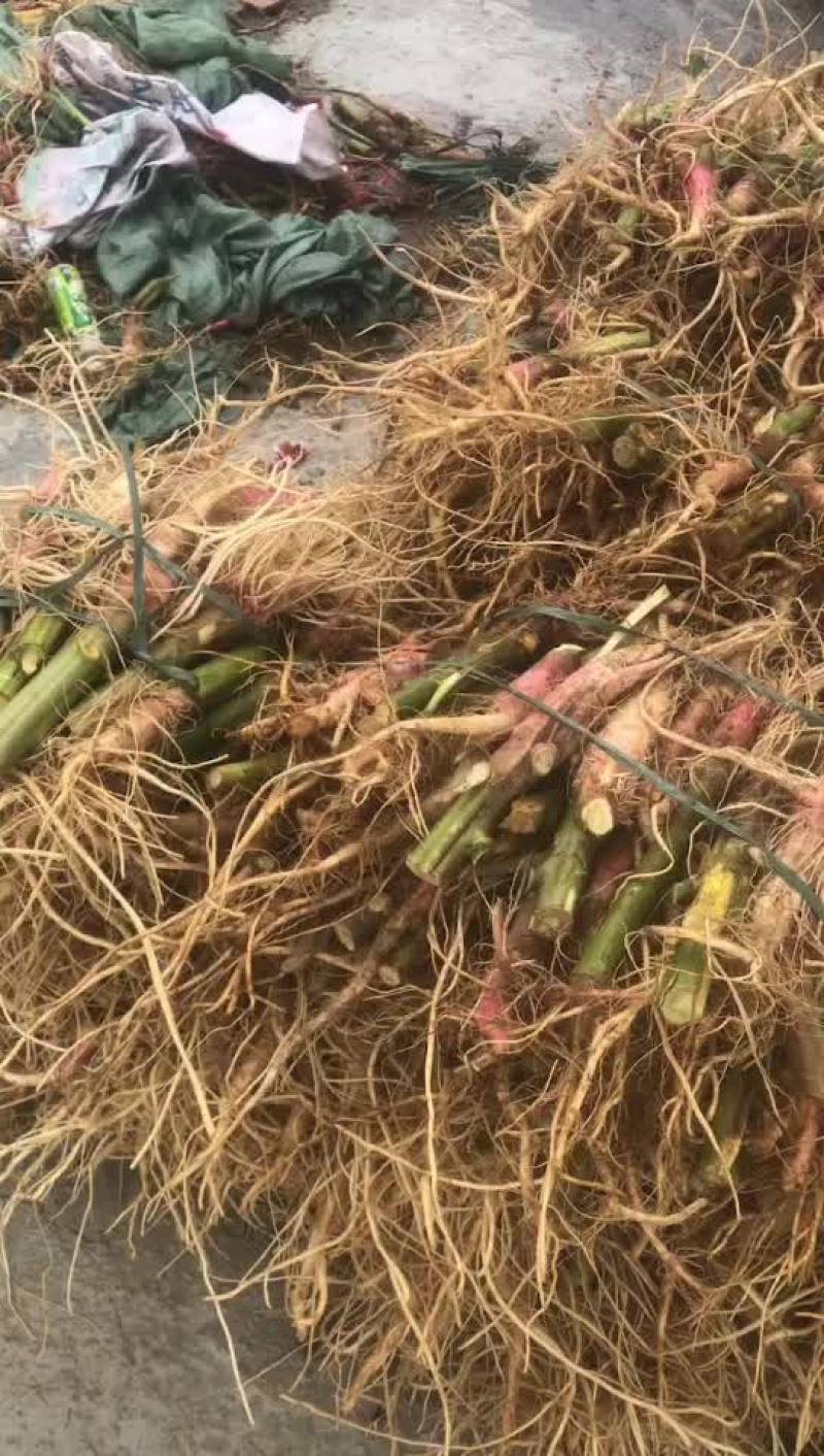 靓刺苋大量有货，需要的老板可以滴滴我